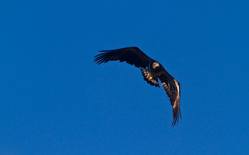 Bald Eagle In Flight